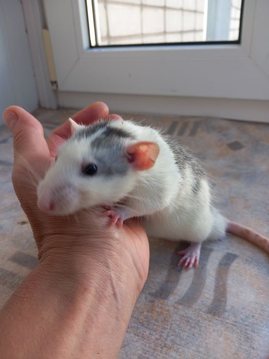 Крысята  домашние декоративные