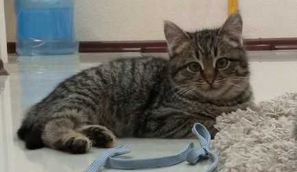 Полосатая девочка в добрые руки. Месяцев 6-7