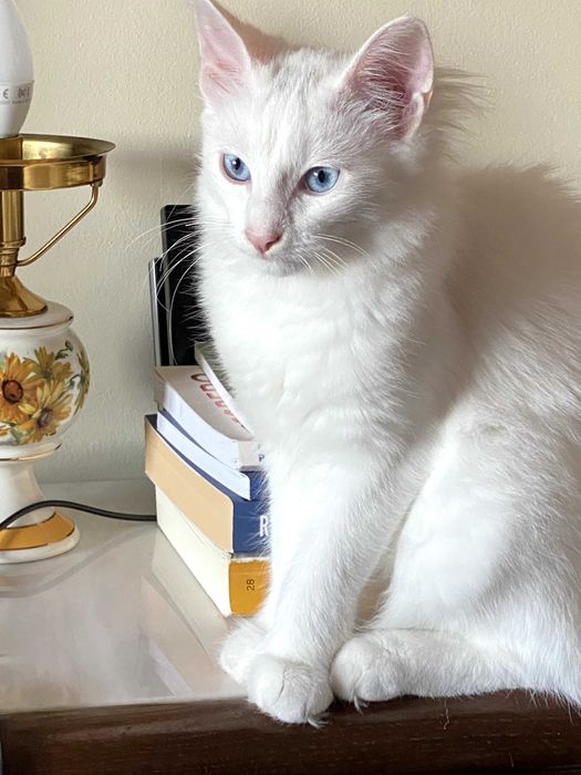 Bethânia: excelente exemplar. Angorá turca branca de olhos azuis