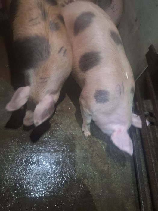 Свині,тушки , півтушки...