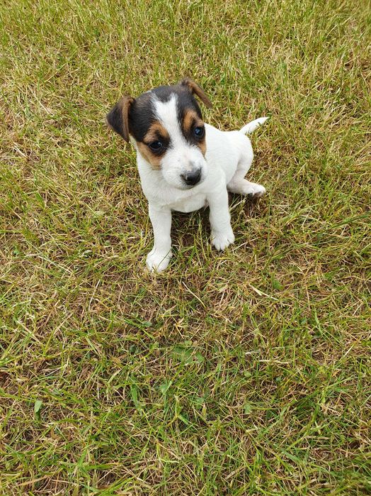 Jack russell terrier