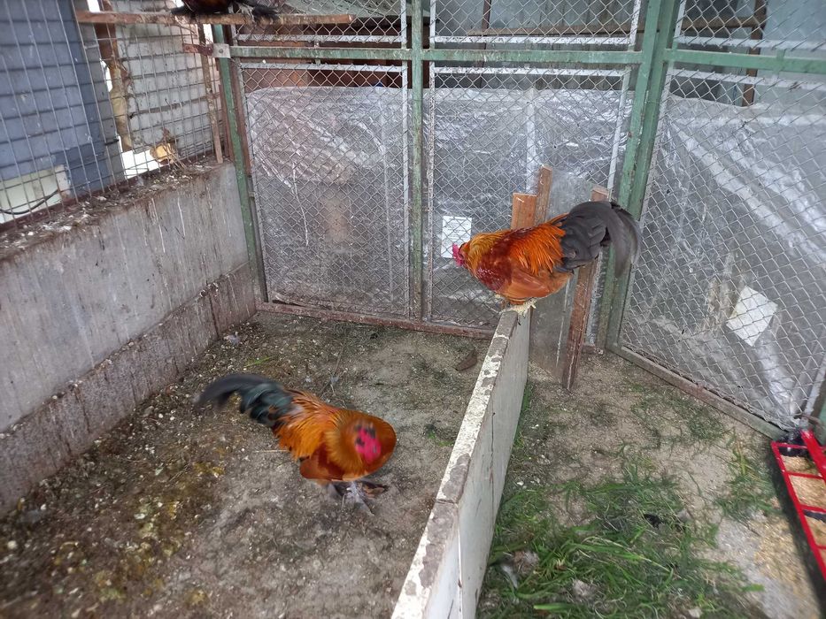 Perus, Patos Brancos, Patos Reais, Patos mudos, casais de garnisos