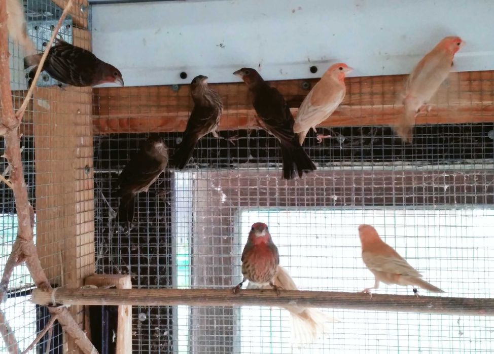 Gil meksykański, dziwonia