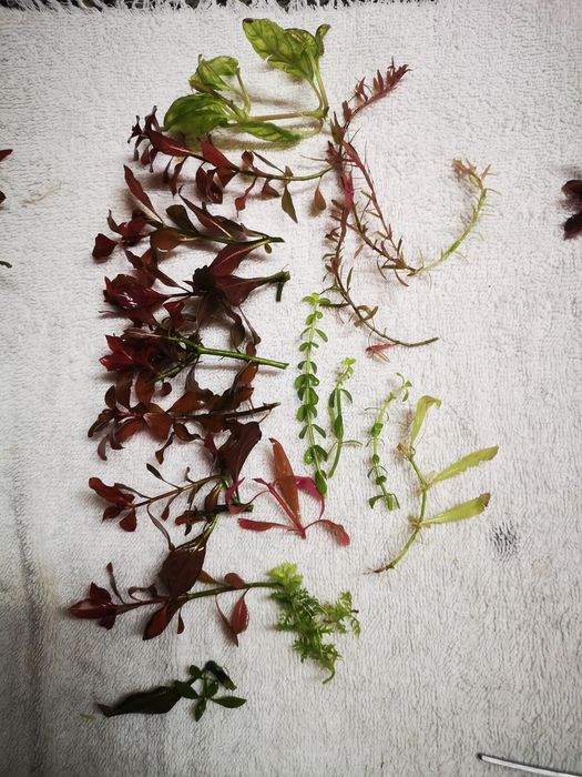 Podas de Plantas Aquário