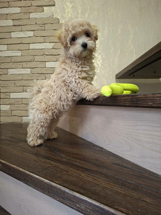 Девочка Мальтипу