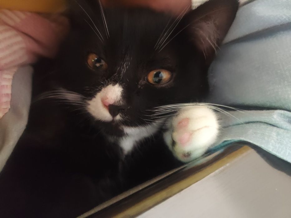 Котик, 9 місяців у добрі руки