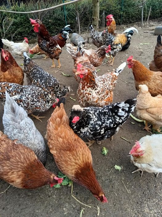 Jaja lęgowe , kury ozdobne , czubatki , zagrodówki