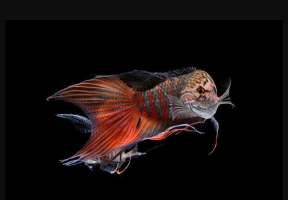 Wielkopłetw wspaniały - Macropodus opercularis - dowóz, wysyłka