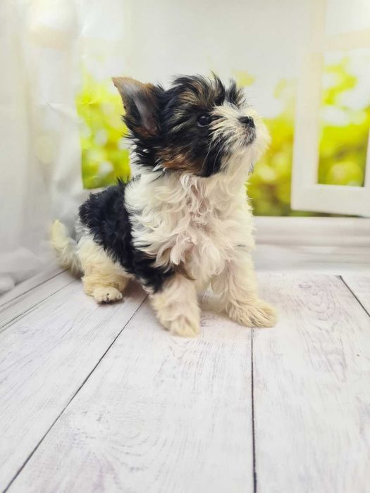 Шикарні бівер йорки КСУ.Якісні цуценята з відмінними породними даними