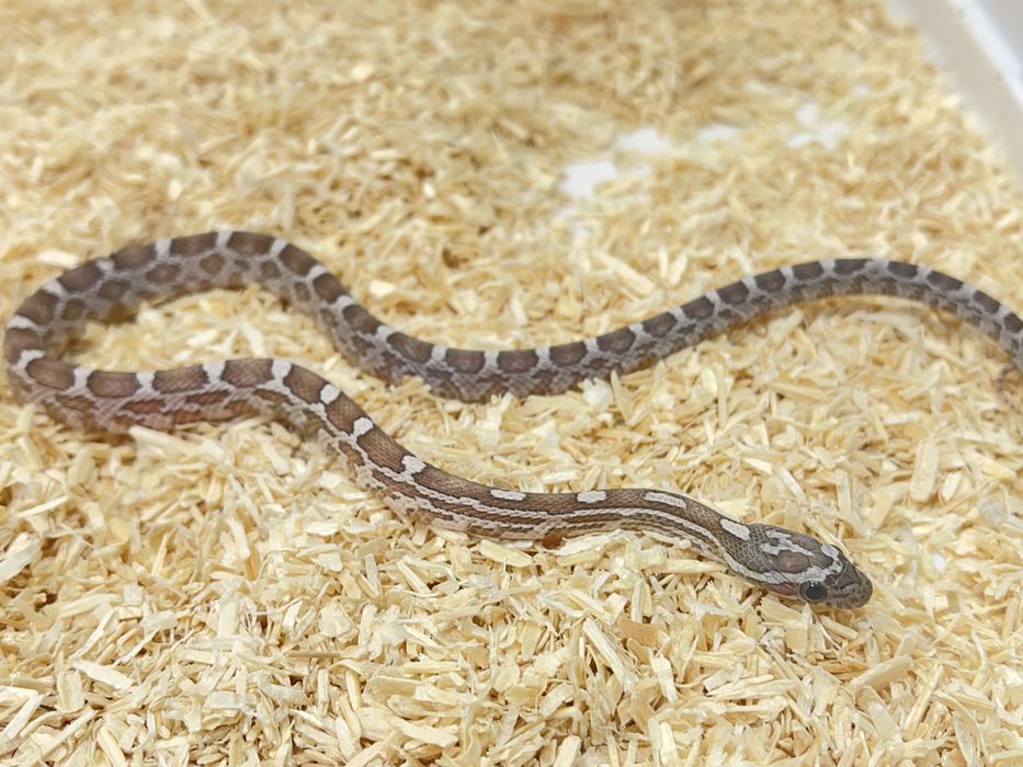 Wąż zbożowy węże zbożowe