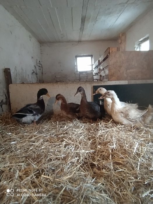 Sprzedam kaczki staropolskie i pekin