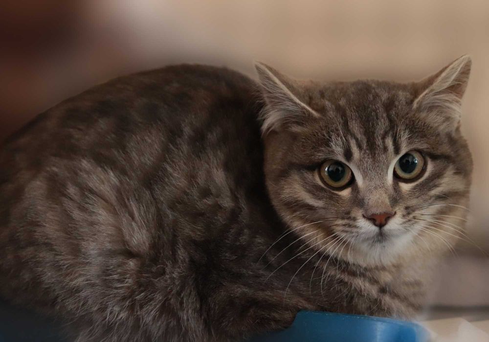 Кошенятко у добрі руки