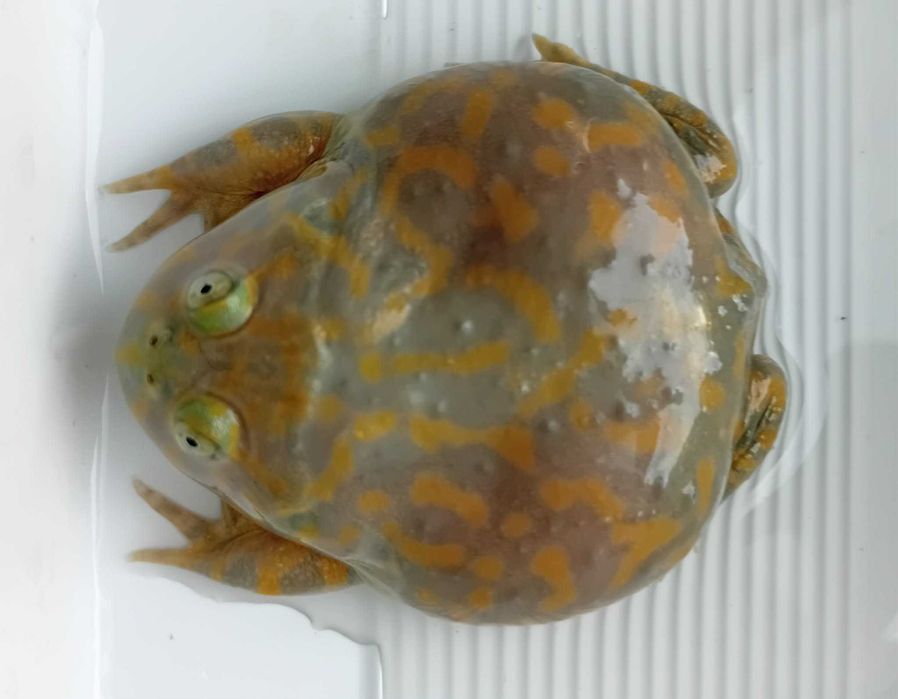 Żaba Budgetta (Lepidobatrachus laevia)