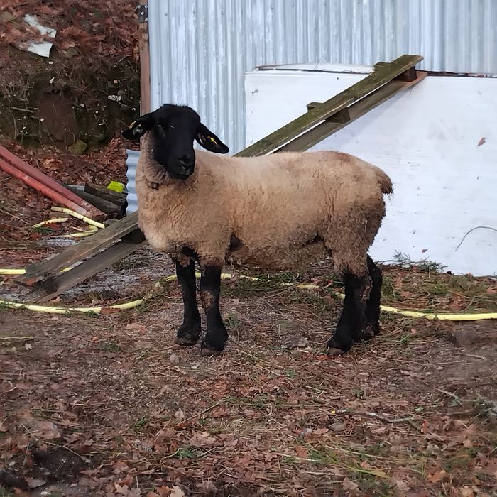 Ovelha suffolk com certificado