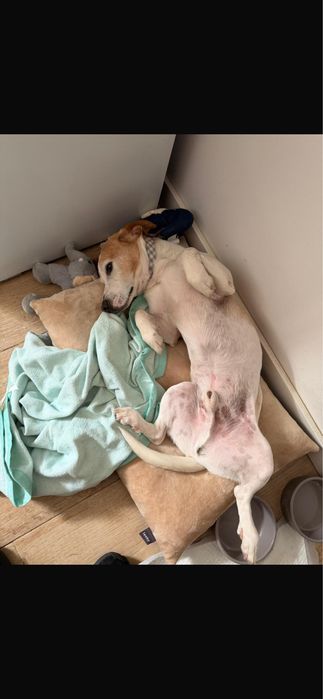 Cão para adoção responsável