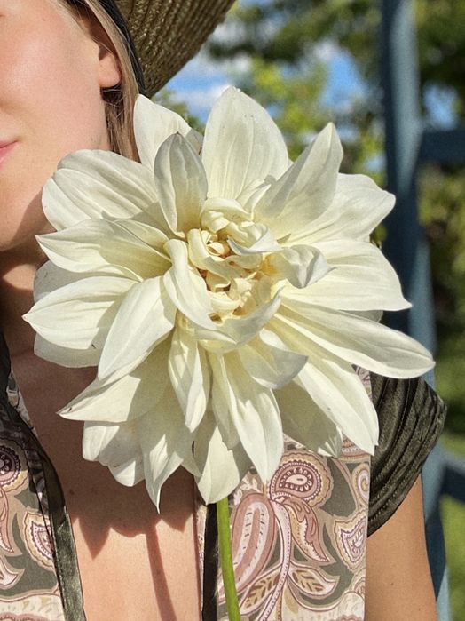 Жоржина White Perfection