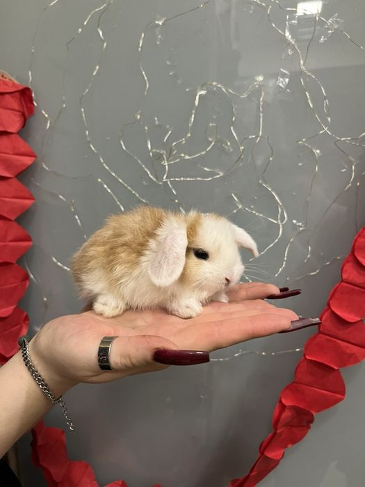 Висловухий кролик