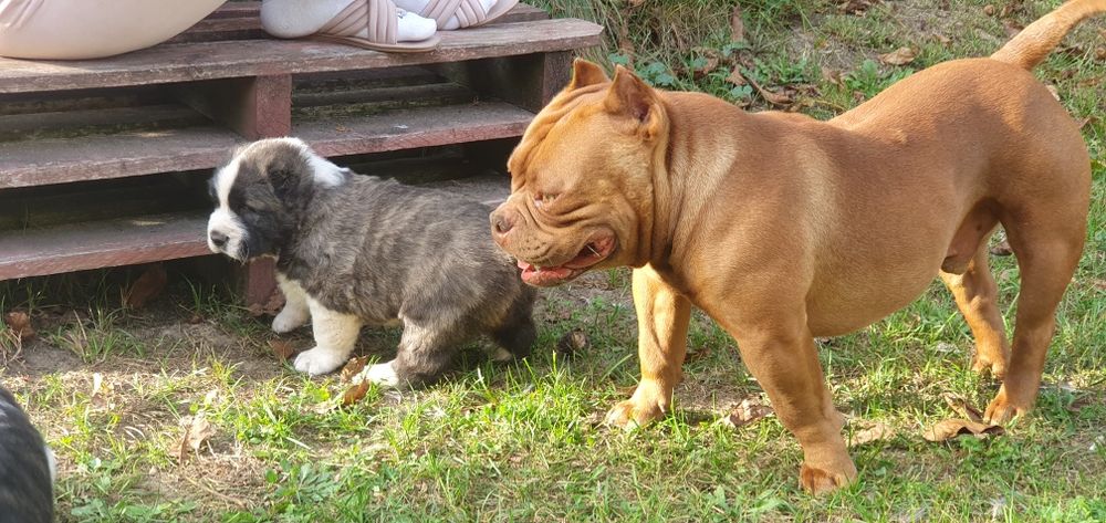 American bully pocket