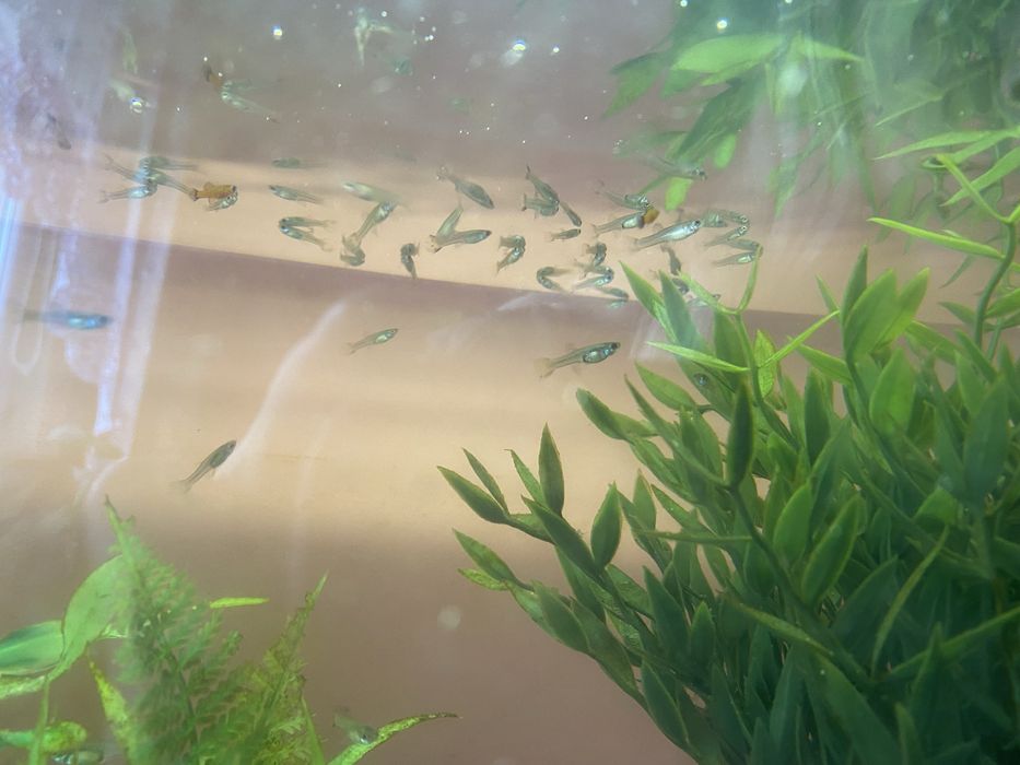 Oddam rybki gupiki dorosłe