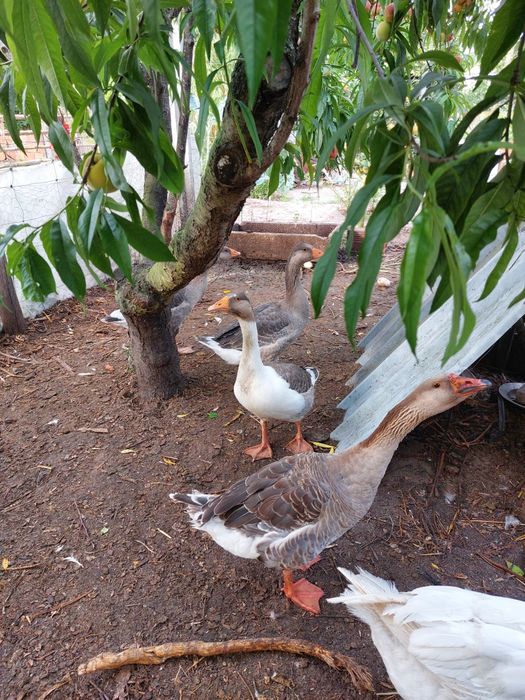 Gansos Novos Adultos