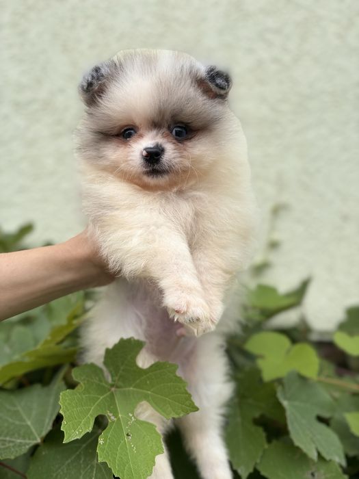 Блакитнооке чудо шпіц