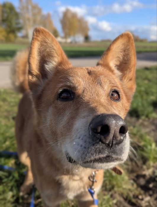 Pies do adopcji w typie shiba inu