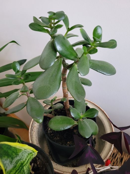 Kwiaty  sensavieria ,trzykrotka i inne