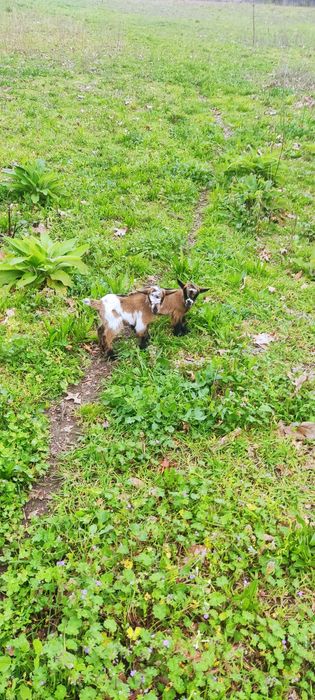 Cabras anãs para venda