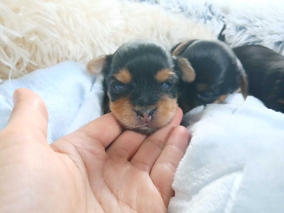 Yorkshire terrier suczka