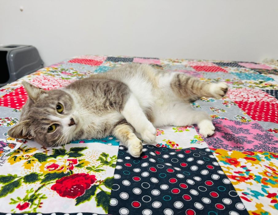 Gatinha para adopção