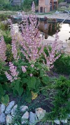 Гидролат мяты, лаванды, тимьяна, шалфея, мелиса, можевельник 100мл