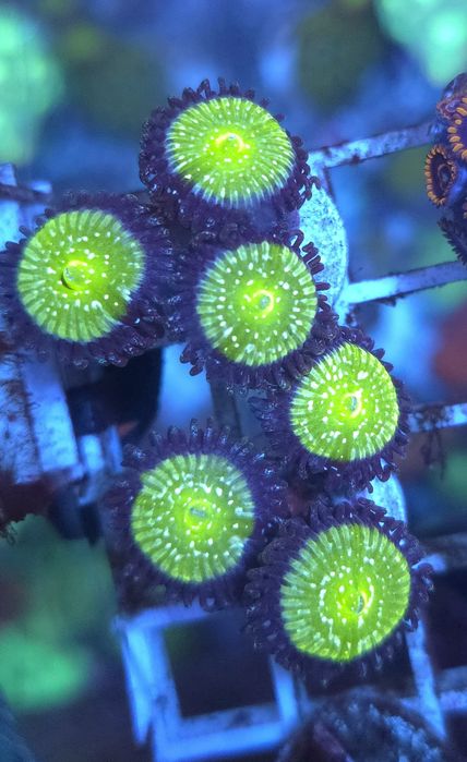 zoanthus corais de água salgada