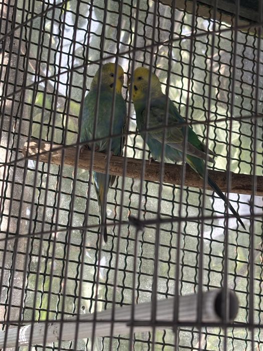 Cedo casal de periquitos arco ires anilhados de 2024