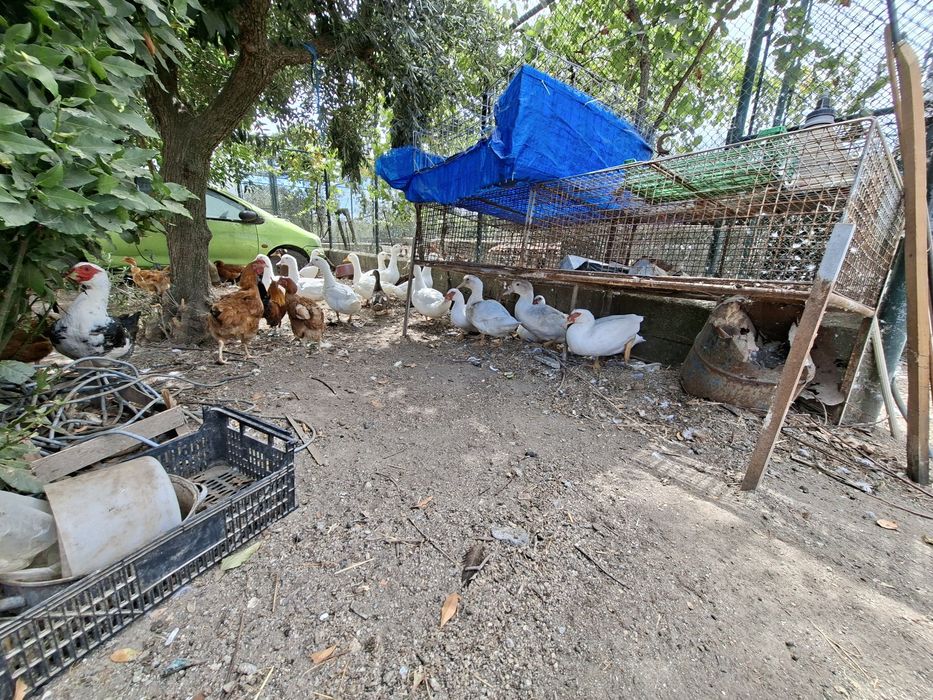Patos,mudos e franceses.
