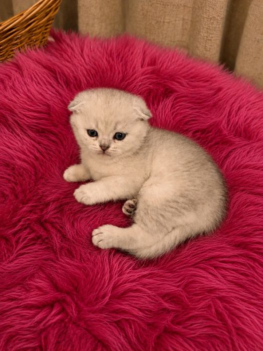 Срібні кошенята бронювання
