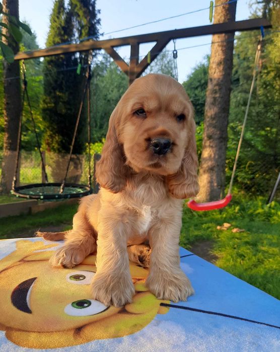 Cocker Spaniel Inglês