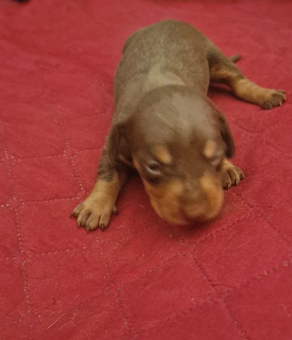 Macho Teckel Miniatura Choc