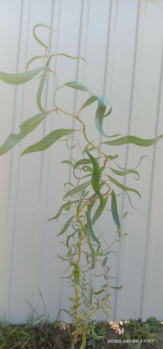 Японская ива Хакуро Нишики, кучерявая Матсудана.