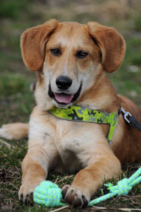 Крупный красавчик Арман готов ехать домой