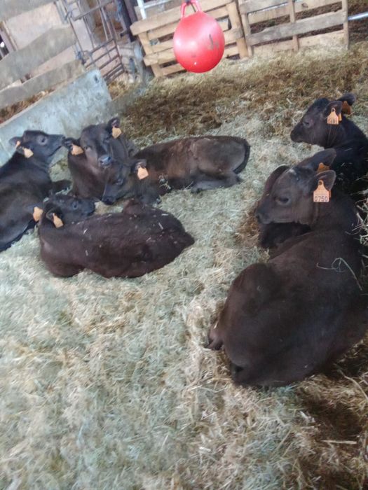 Wagyu Puros – vitelos com 10 a 12 semanas