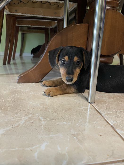 Цуценятя Такса / Фокстерєр (кобель і самка)