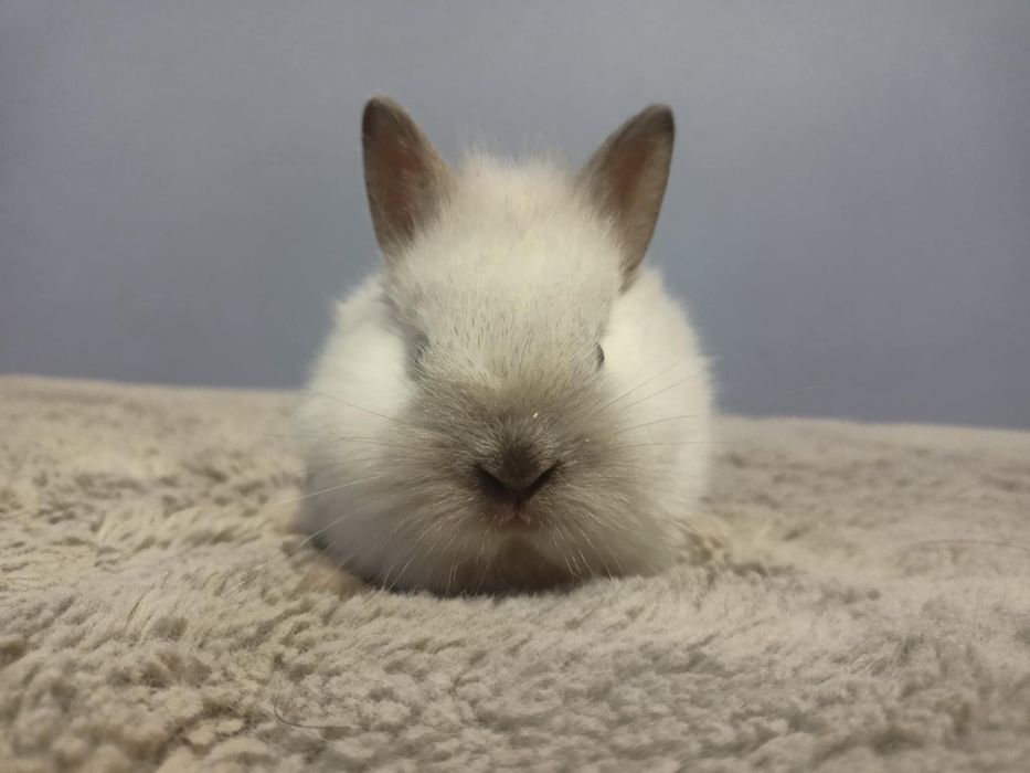 Karzełek Teddy, niderlandzki, królik