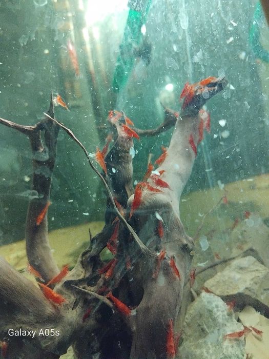 Camarões Red Cherry