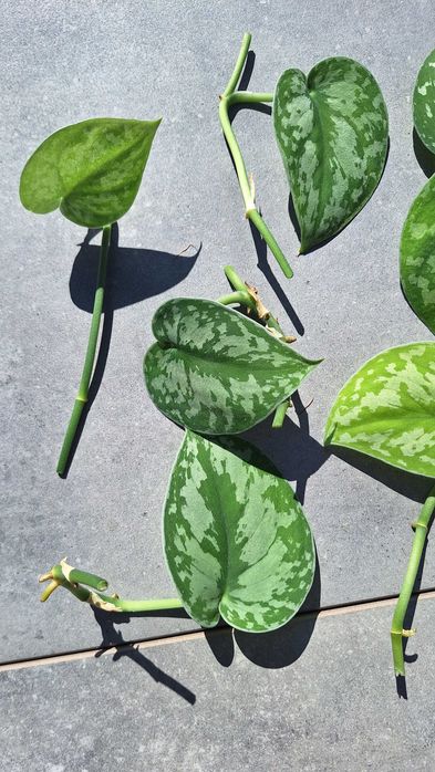 Scindapsus pictus trebie sadzonki