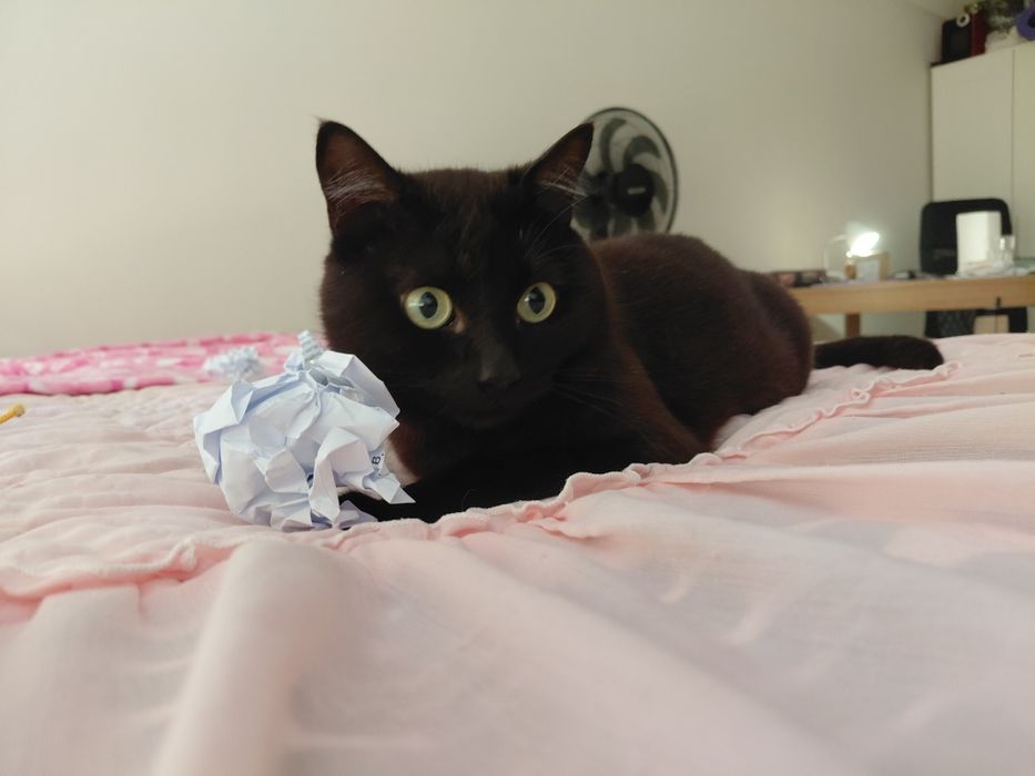 Pantera- gatinho super meigo para adoção responsável
