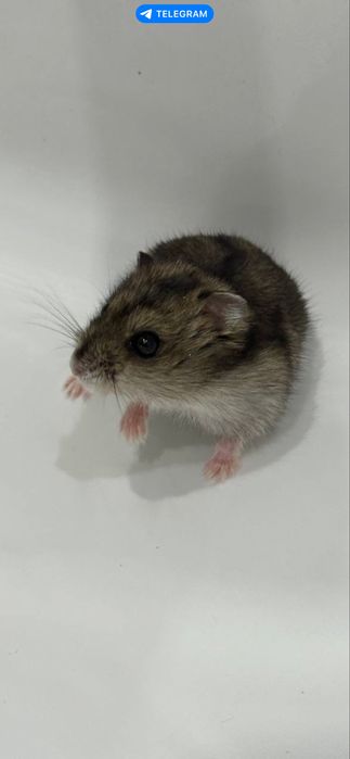 Продам джунгарика с клеткой