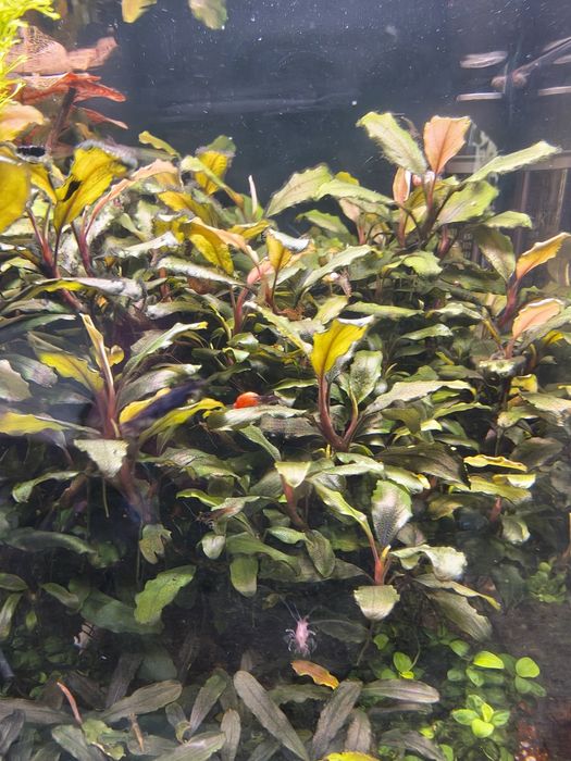 Bucephalandra sprzedam