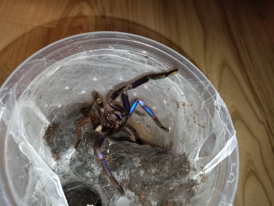 Chilobrachys natanicharum parki