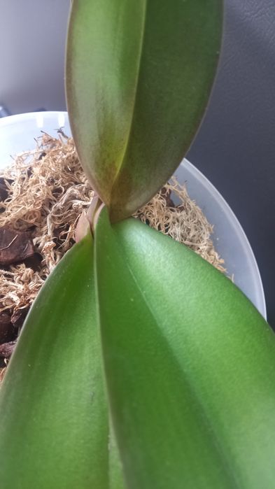 Орхідея біг ліп Miki Rhythm Dancer 115