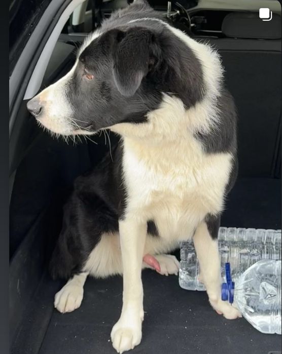 Encontrei: Cachorro docil para adopção